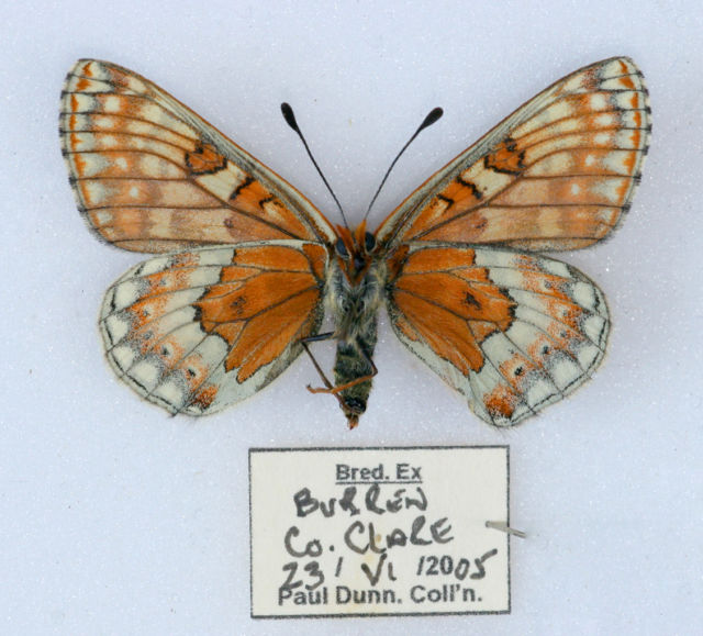 Euphydryas aurinia hibernica (verso irish marsh fritillary virgata aberration) (Internet Image property of respective owner, non-commercial use only)